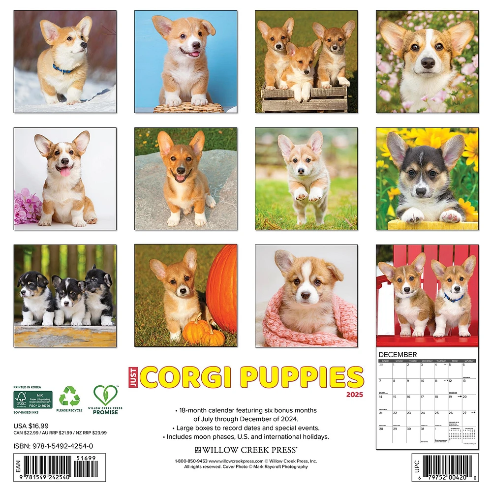 Just Corgi Puppies Wall 2025 Calendar