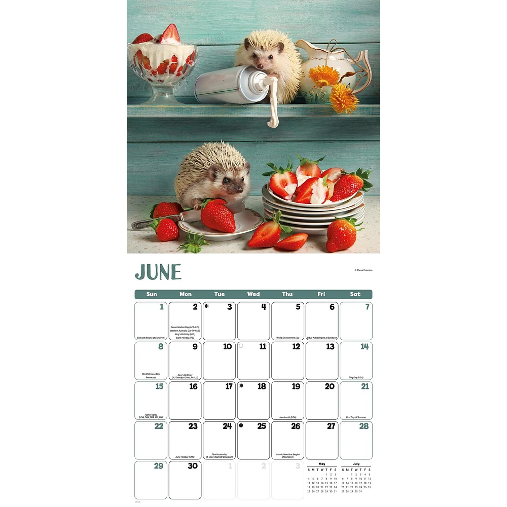 Hedgehogs Wall 2025 Calendar