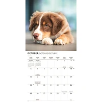 Australian Shepherds 2026 Wall Calendar