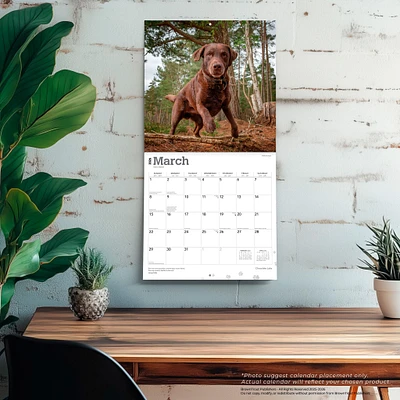 Chocolate Labs 2026 Wall Calendar