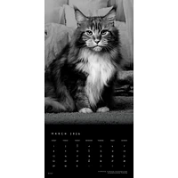 Cat The Regal 2026 Wall Calendar - Online Exclusive