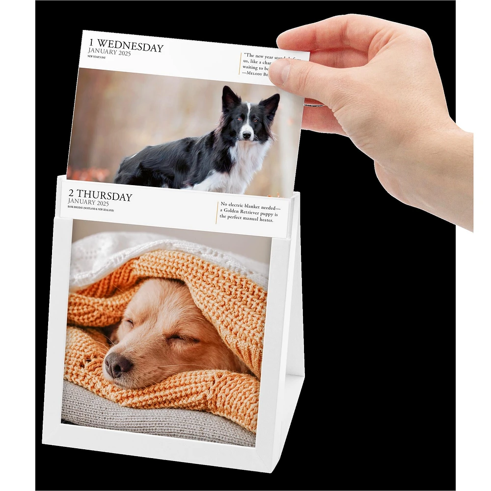 Dog Gallery Box 2025 Calendar