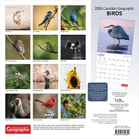 Canadian Geographic Birds 2026 Wall Calendar - Online Exclusive