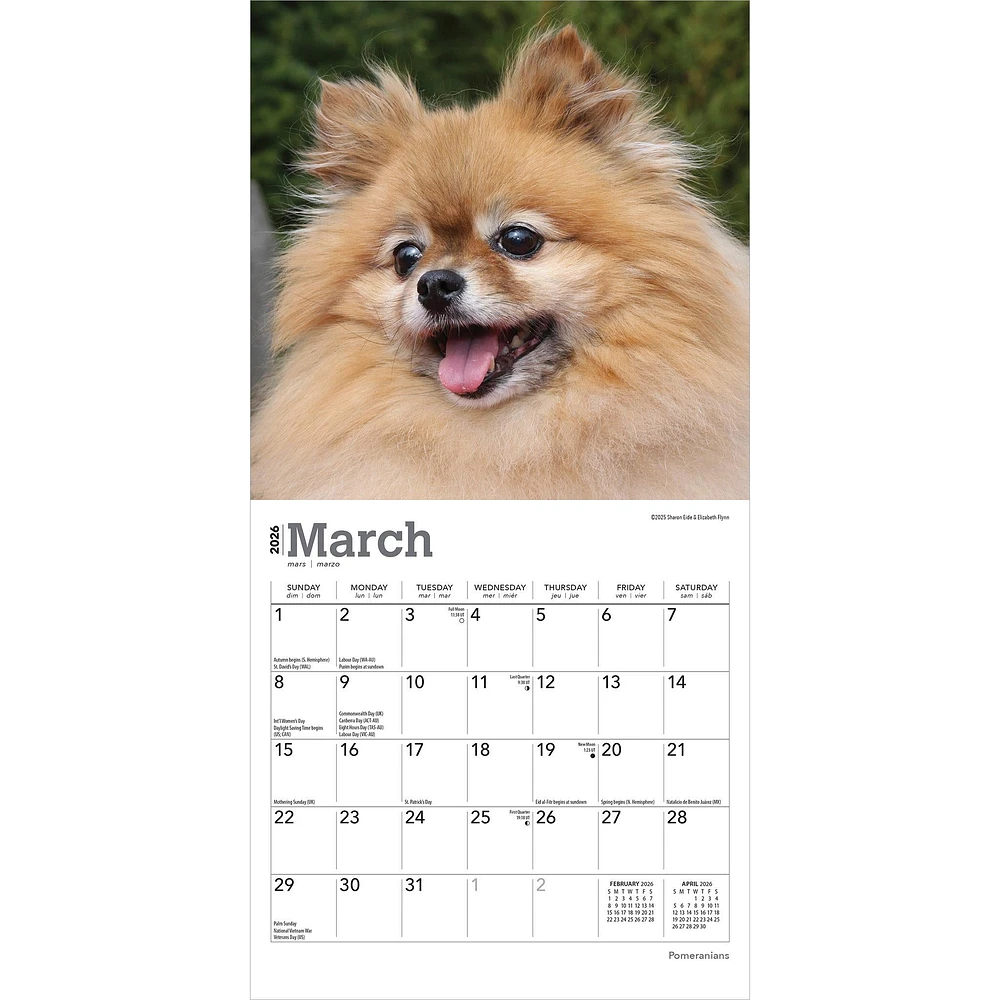 Pomeranians 2026 Mini Calendar