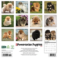 Just Pomeranian Puppies 2026 Wall Calendar