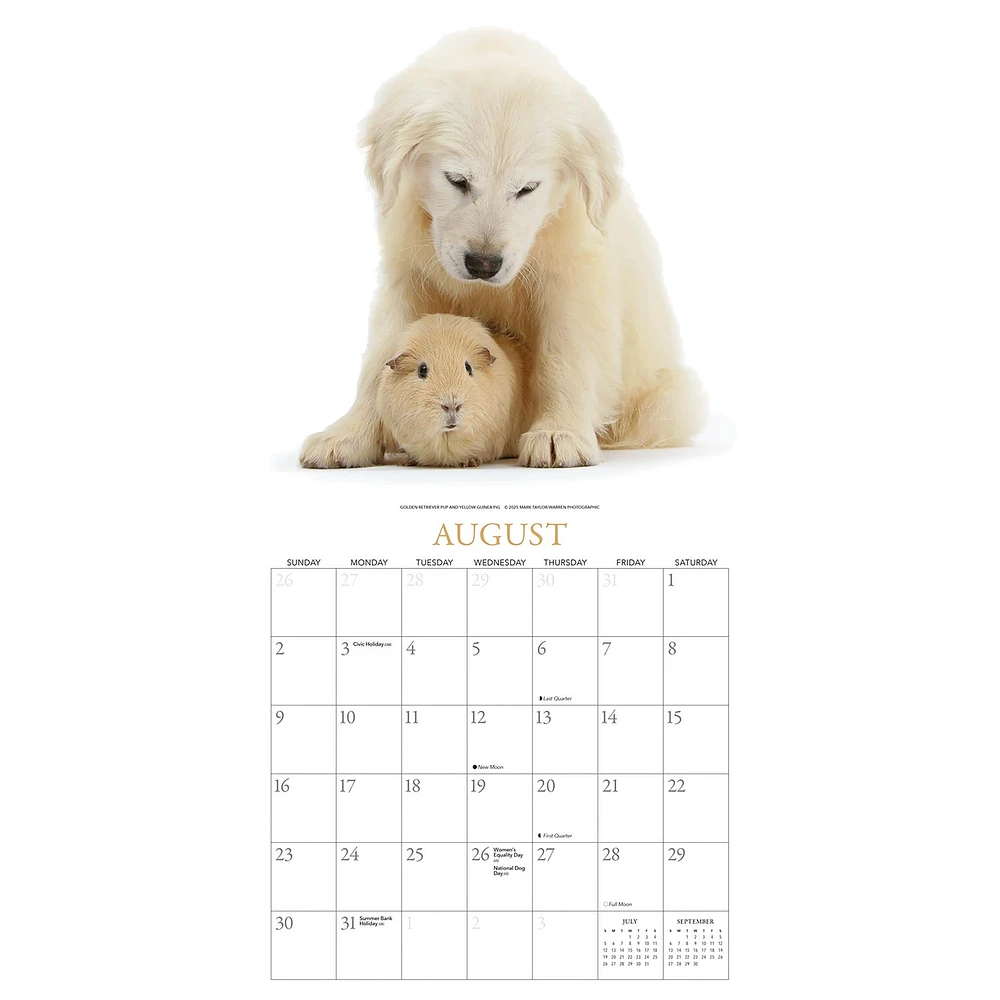 Puppies And Friends Wall  2026 Calendar