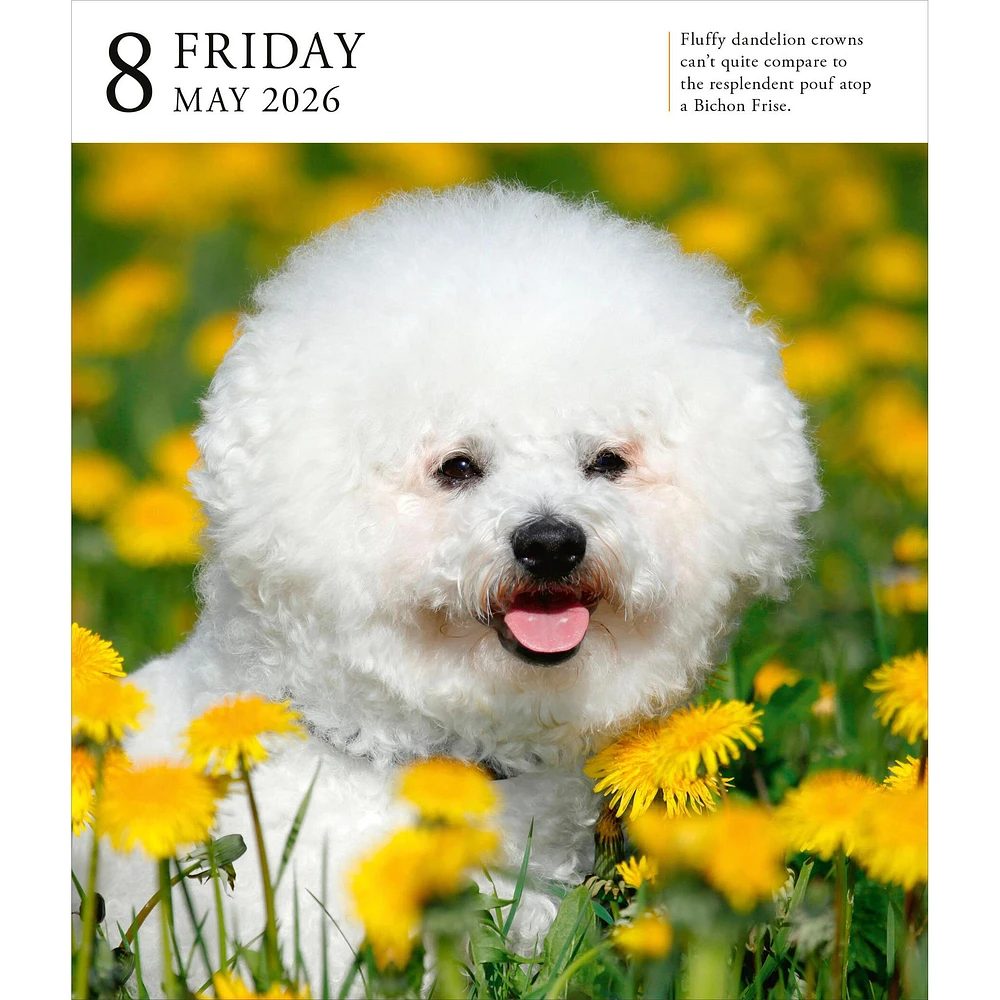 Dog Gallery 2026 Box Calendar