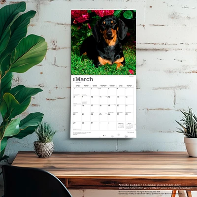Dachshunds 2026 Wall Calendar