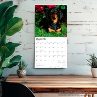 Dachshunds 2026 Wall Calendar