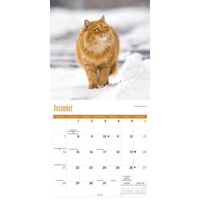 Cats Wall 2025 Calendar