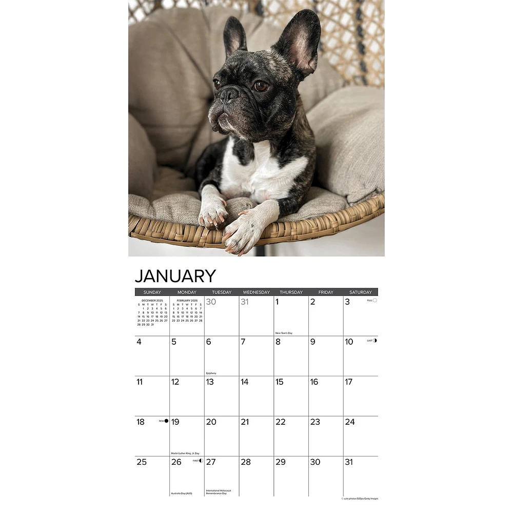 Just French Bulldogs 2026 Wall Calendar