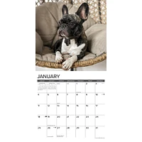Just French Bulldogs 2026 Wall Calendar