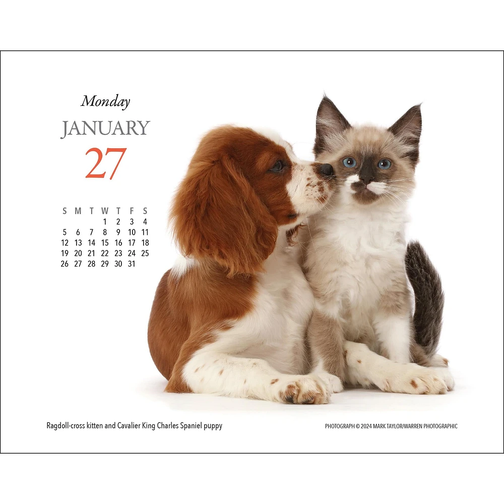 Kittens And Friends Box 2025 Calendar