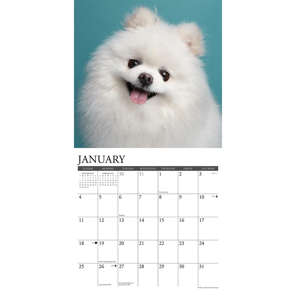 Just Pomeranians 2026 Wall Calendar