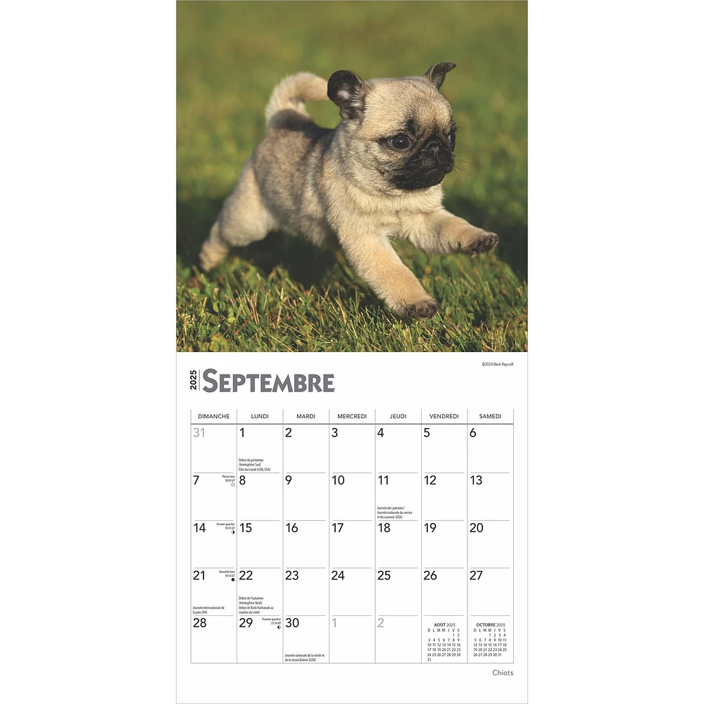 Chiots Mini 2025 Calendar (French)