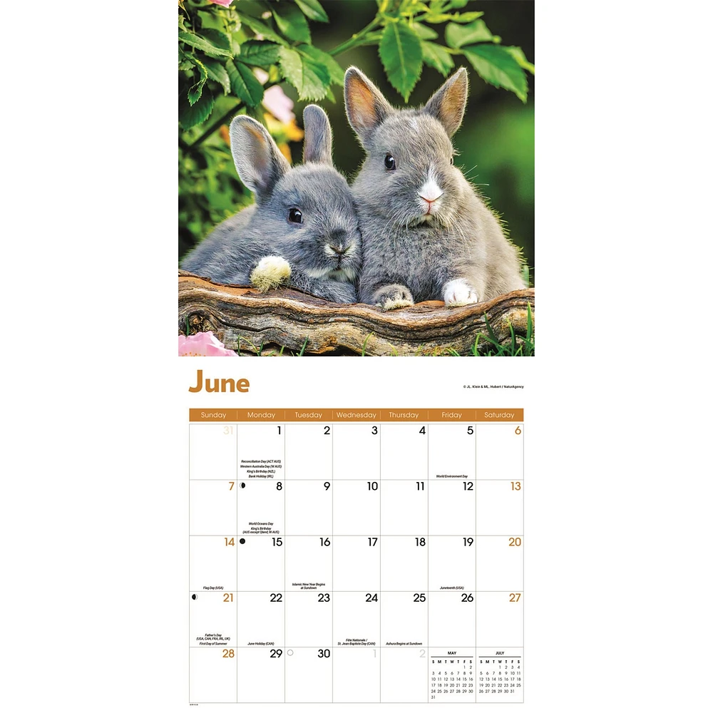 Rabbits 2026 Wall Calendar