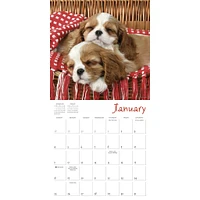 Pooped Puppies 2026 Wall Calendar - Online Exclusive