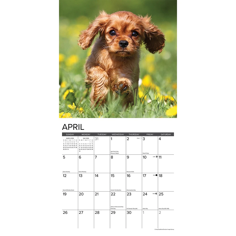Just Cavalier King Charles Spaniel Puppies 2026 Wall Calendar - Online Exclusive