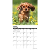 Just Cavalier King Charles Spaniel Puppies 2026 Wall Calendar - Online Exclusive