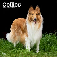 Collies 2026 Wall Calendar