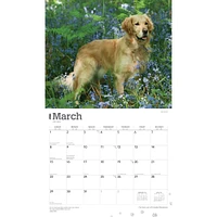 For The Love Of Golden Retrievers 2026 Wall Calendar