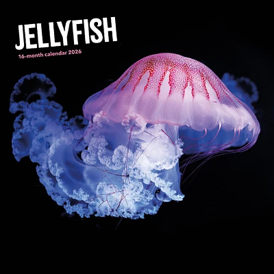 Jellyfish 2026 Wall Calendar