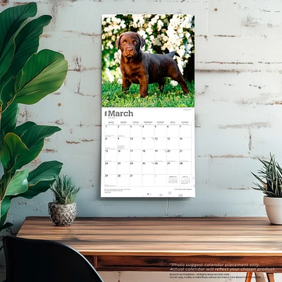 Chocolate Lab Puppies 2026 Wall Calendar