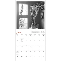 Giraffe Manor 2026 Wall Calendar - Online Exclusive