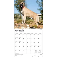 Mastiffs 2026 Wall Calendar