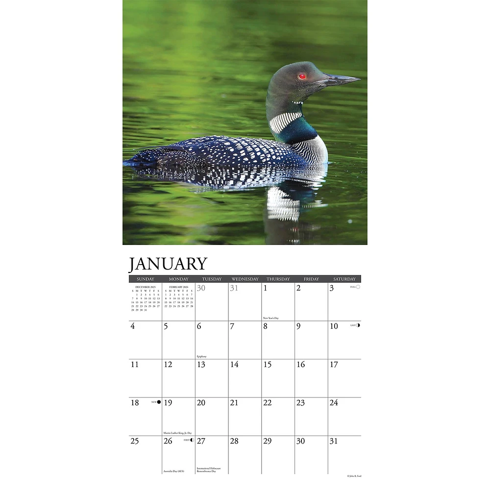 Loons 2026 Wall Calendar - Online Exclusive
