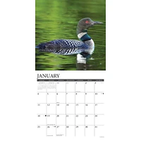 Loons 2026 Wall Calendar - Online Exclusive