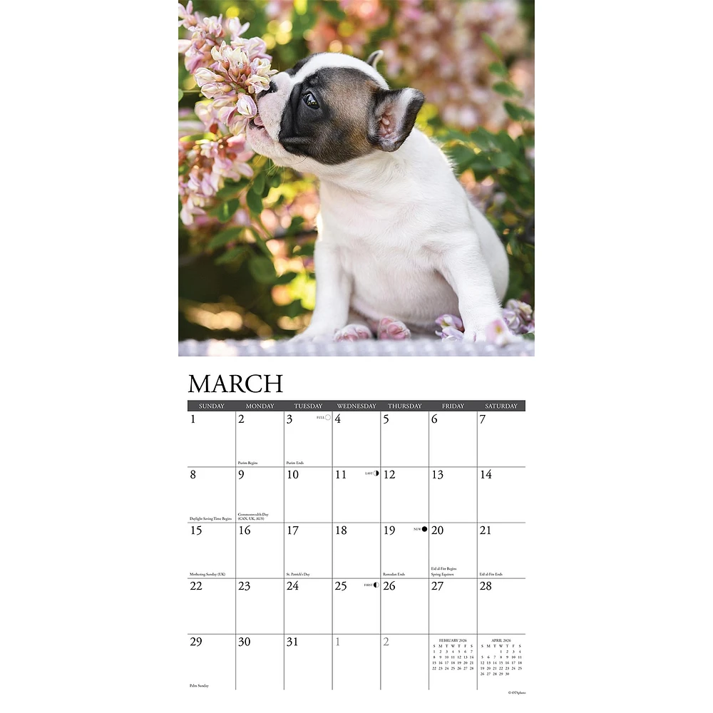 Just French Bulldog Puppies 2026 Wall Calendar