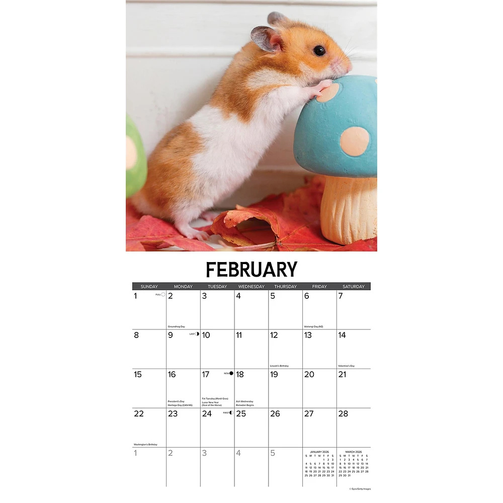 Hamsters 2026 Wall Calendar