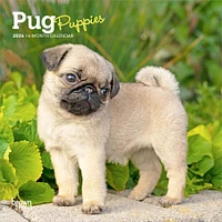 Pug Puppies 2026 Mini Calendar