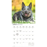 Australian Cattle Dogs 2026 Wall Calendar