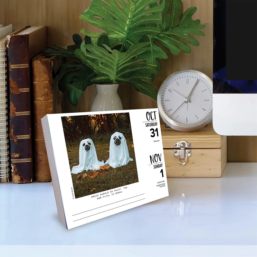 Doug The Pug 2026 Box Calendar