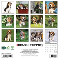 Just Beagle Puppies Wall 2025 Calendar