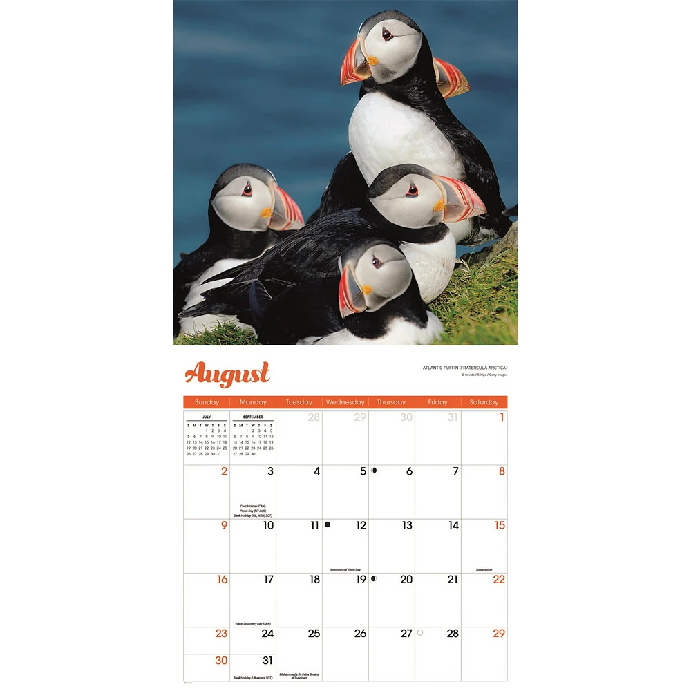 Puffins 2026 Wall Calendar
