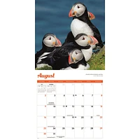 Puffins 2026 Wall Calendar