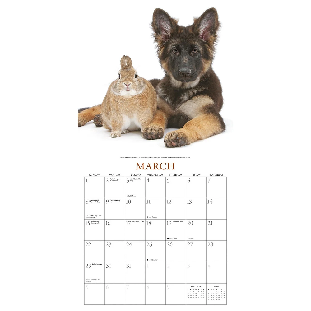 Bunnies And Friends 2026 Wall Calendar