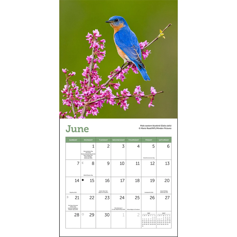 Songbirds 2026 Mini Calendar