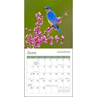 Songbirds 2026 Mini Calendar