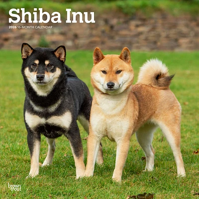 Shiba Inu 2026 Wall Calendar - Online Exclusive