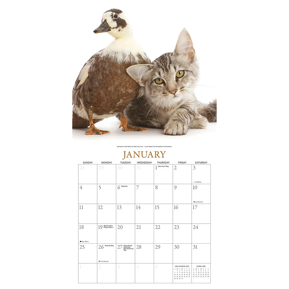 Kittens And Friends Wall  2026 Calendar