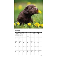 Just Chocolate Lab Puppies 2026 Wall Calendar - Online Exclusive