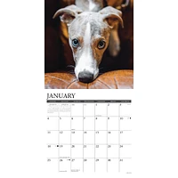 Just Whippets 2026 Wall Calendar