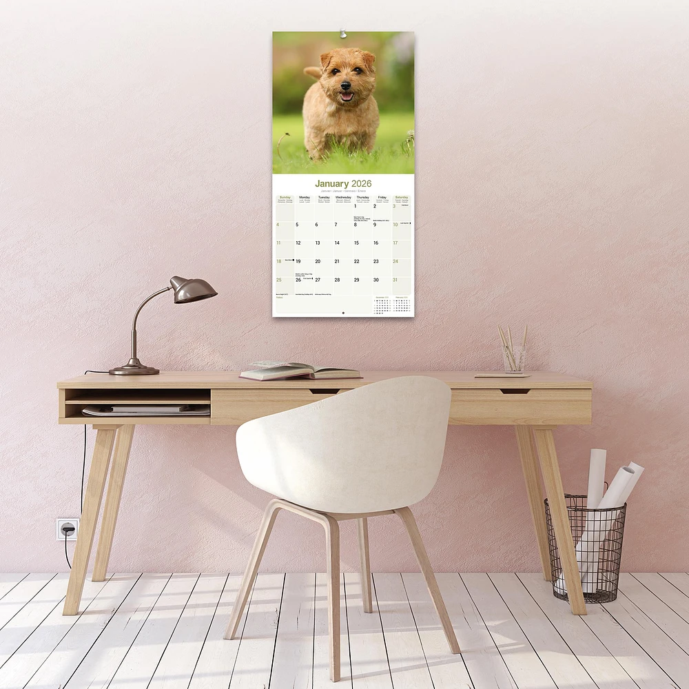 Norwich Norfolk Terrier 2026 Wall Calendar