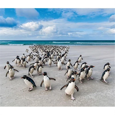 Penguins World Wildlife Fund Wall 2025 Calendar