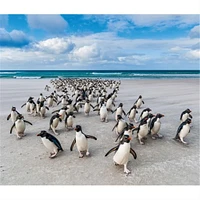 Penguins World Wildlife Fund Wall 2025 Calendar