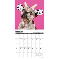 Pardon My Frenchie 2026 Wall Calendar